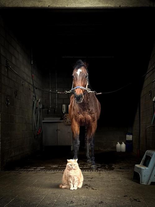 Superlieve merrie, Dieren en Toebehoren, Paarden, Merrie, L, 160 tot 165 cm, 11 jaar of ouder, Recreatiepaard, Gechipt, Ontwormd