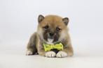 Shiba Inu pups te koop- 100 % Belgische Shiba Inu pups, Dieren en Toebehoren, Meerdere, Poolhond, 8 tot 15 weken, Meerdere dieren