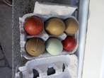 Broedeieren olijfleggers kippen olijfkleur eieren