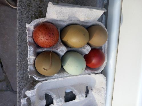 Broedeieren olijfleggers kippen olijfkleur eieren, Animaux & Accessoires, Volatiles