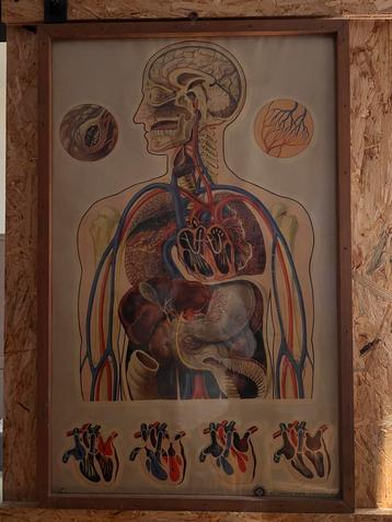 Vintage Anatomische Poster - Hart en Bloedsomloop beschikbaar voor biedingen