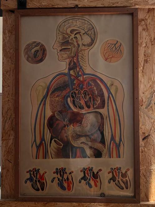 Vintage Anatomische Poster - Hart en Bloedsomloop, Huis en Inrichting, Woonaccessoires | Wanddecoraties, Ophalen