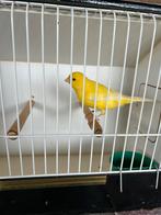 Canaris, Dieren en Toebehoren, Vogels | Kanaries