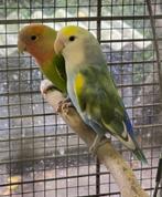 Dwergpapegaaien (Personata + Roseicolli + Fischeri) te koop, Dieren en Toebehoren, Vogels | Parkieten en Papegaaien, Meerdere dieren