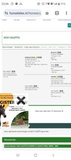 Fokmerrie te koop, Merrie