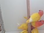 Dwergpapegaai, Dieren en Toebehoren, Meerdere dieren, Dwergpapegaai of Agapornis, Geringd