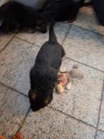 Duitseherders pupy, Particulier, Chienne, 8 à 15 semaines, Plusieurs