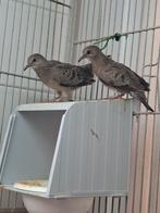 2 verwante musduifjes te koop, Dieren en Toebehoren, Vogels | Overige Vogels, Geslacht onbekend, Tropenvogel, Geringd