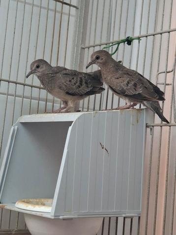 2 verwante musduifjes te koop, Dieren en Toebehoren, Vogels | Overige Vogels, Geslacht onbekend, Tropenvogel, Geringd