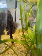 Zeilvin pleco, Dieren en Toebehoren, Vissen | Aquariumvissen