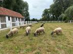 3 schapen (jonge ooien) te koop Blue De Maine, Dieren en Toebehoren, Schapen, Geiten en Varkens, Vrouwelijk, Schaap, 0 tot 2 jaar