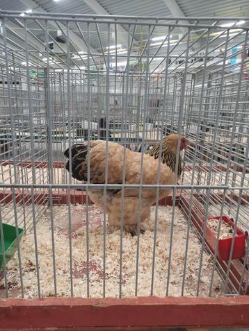 Brahma Kriel