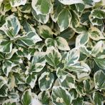 Euonymus emerald beschikbaar, Ophalen