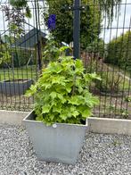 Ridderspoor in pot (green garden) 45X45, Comme neuf, Enlèvement ou Envoi