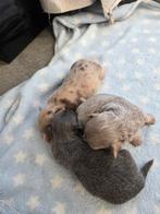 Chichuahua pups te koop, Dieren en Toebehoren, België, Fokker | Hobbymatig, Meerdere, Meerdere dieren