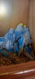 Arme de poing Rainbow