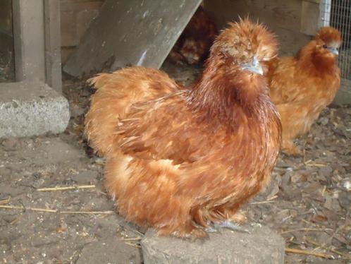 kippen : zijdehoenders, Dieren en Toebehoren, Pluimvee, Kip, Meerdere dieren