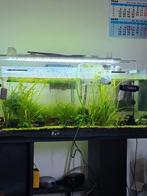 Aquarium de 110 litres, Enlèvement