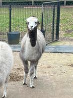 Jonge hengst Milo is van 05/10/23, Dieren en Toebehoren