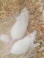 Muizen beschikbaar witte, Souris, Plusieurs animaux