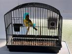 Fife fancy TT kwaliteit, Dieren en Toebehoren, Vogels | Kanaries