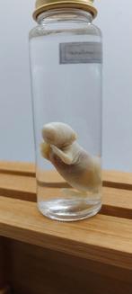 Cabinet de curiosités : souris, Enlèvement ou Envoi