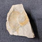 Fossile 15/10/6 cm, Maison & Meubles, Enlèvement