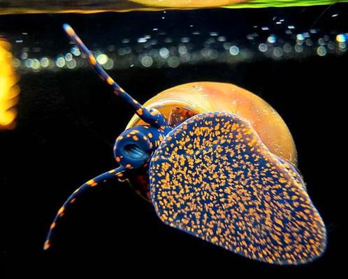 Myrtille / Bosbes slak (zeldzaam) Zoetwater Aquarium, Dieren en Toebehoren, Vissen | Aquariumvissen, Zoetwatervis, Slak of Weekdier