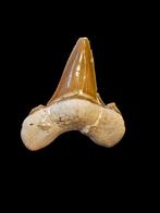 2) Fossiles de dents de requin Otodus sokolovi 5 cm, Enlèvement ou Envoi, Fossile