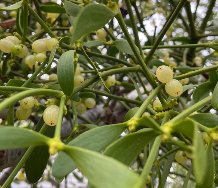 Maretak, maretakken, kerstversiering, Diversen, Kerst, Nieuw, Ophalen