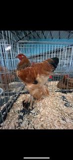 Jonge brahma buff hanen uit tt lijn, Dieren en Toebehoren, Pluimvee, Mannelijk, Kip