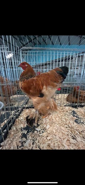 Jonge brahma buff hanen uit tt lijn beschikbaar voor biedingen