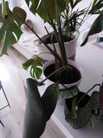 verschillende planten, Ophalen of Verzenden