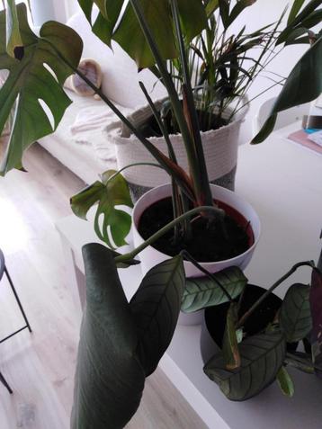 verschillende planten, Enlèvement ou Envoi