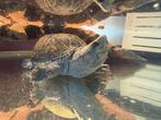Koppel muskus schildpadden, Dieren en Toebehoren, Reptielen en Amfibieën, Schildpad, Tam, 7 tot 10 jaar