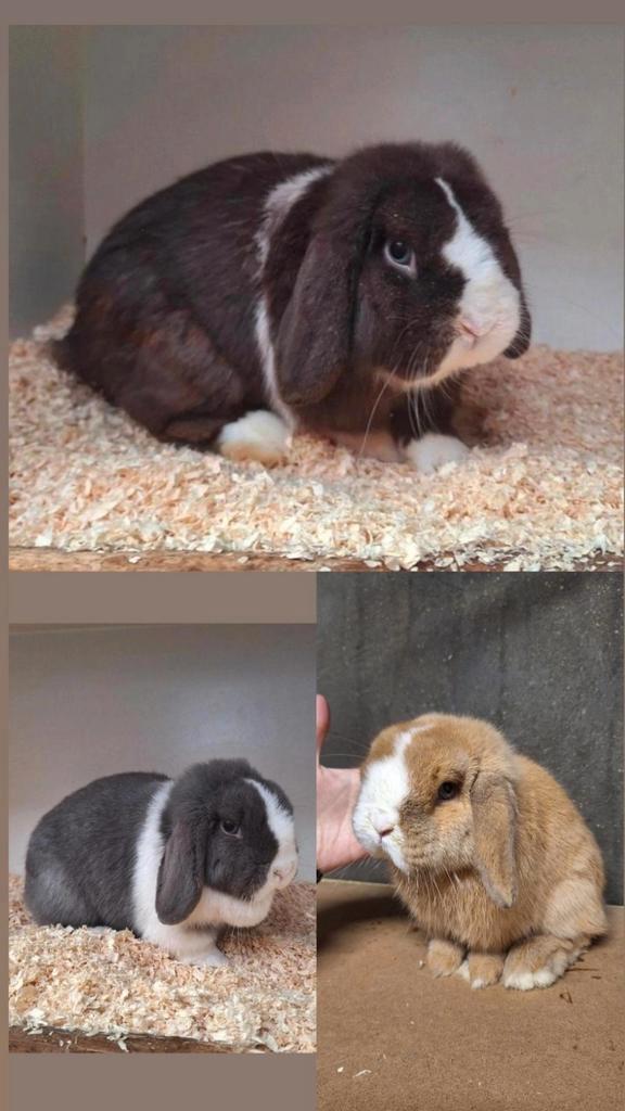 DRINGEND!: Enkele raszuivere minilop konijntjes te koop, Dieren en Toebehoren, Konijnen, Klein, Meerdere dieren, 0 tot 2 jaar