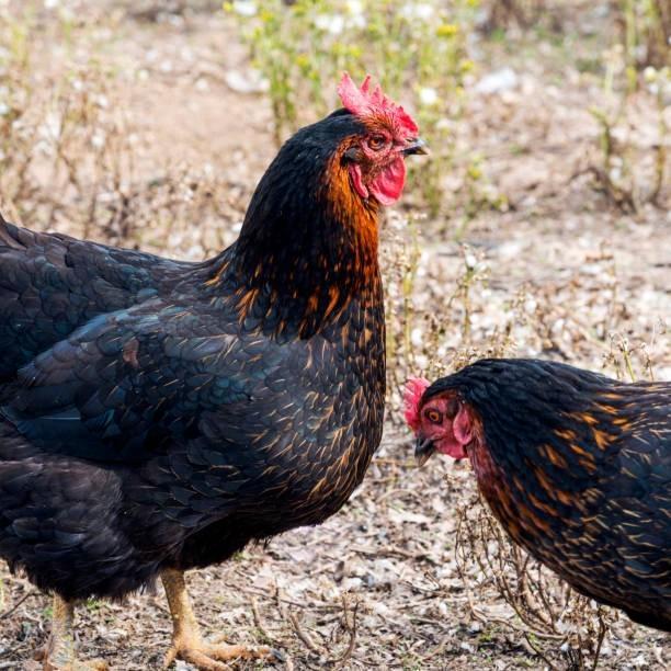 Harco | zwarte legkip | gratis levering vanaf 75 euro, Dieren en Toebehoren, Pluimvee, Kip