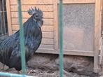 Ayam cemani kippen, Dieren en Toebehoren, Pluimvee