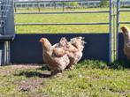 Brahma zilverpatrijs hennen, Dieren en Toebehoren, Pluimvee, Vrouwelijk, Kip