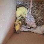 Babyparkieten, Dieren en Toebehoren