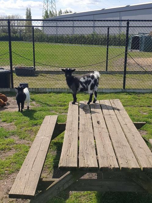 2 Mini dwerggeitjes te koop, Dieren en Toebehoren, Schapen, Geiten en Varkens