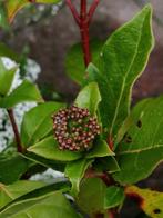 Viburnum tinus ou laurier tin, jeune plante en pot., Ophalen of Verzenden, Laurier