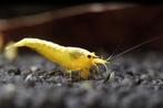 Neon Yellow Backline Neocaridina garnalen, Kreeft, Krab of Garnaal, Zoetwatervis, Schoolvis