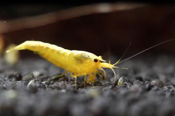 Neon Yellow Backline Neocaridina garnalen beschikbaar voor biedingen