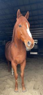 Leuke ruin te koop, Dieren en Toebehoren, Paarden, Ruin