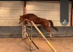 Dochter van loriana van klapscheut, Dieren en Toebehoren, Merrie, Springpaard, Gechipt, 3 tot 6 jaar