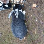 Vlaamse reussen 3 stuks, Animaux & Accessoires, Rongeurs & Lapins | Accessoires, Enlèvement