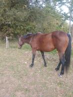 Te koop 20 j Rijpaard ex draver is van een vriend  1100 €, Dieren en Toebehoren, Merrie