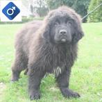 Newfoundlander reuen - pups te koop, Dieren en Toebehoren, Honden | Bulldogs, Pinschers en Molossers, CDV (hondenziekte), Meerdere