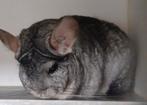 Standaard bdd rpad chinchilla vrouw, Chinchilla